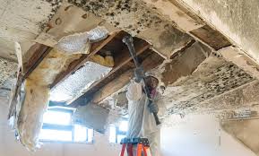 Best Asbestos and Lead Testing During Mold Inspection  in Colon, MI